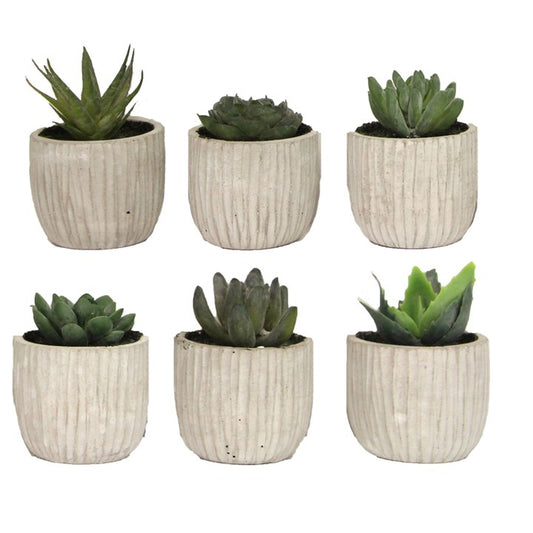 Mini Potted Plant 11cm - Succulents, 6as